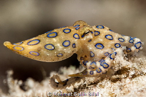 Blue ringed octopus in Raja Ampat. by Mehmet Salih Bilal 
